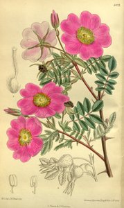 Rosa sertata - J.N. Fitch